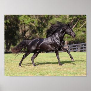 Affiche Bob Langrish   Black Lusitano Running