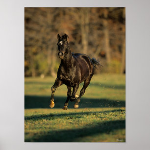 Affiche Bob Langrish   Black Thoroughbred Running