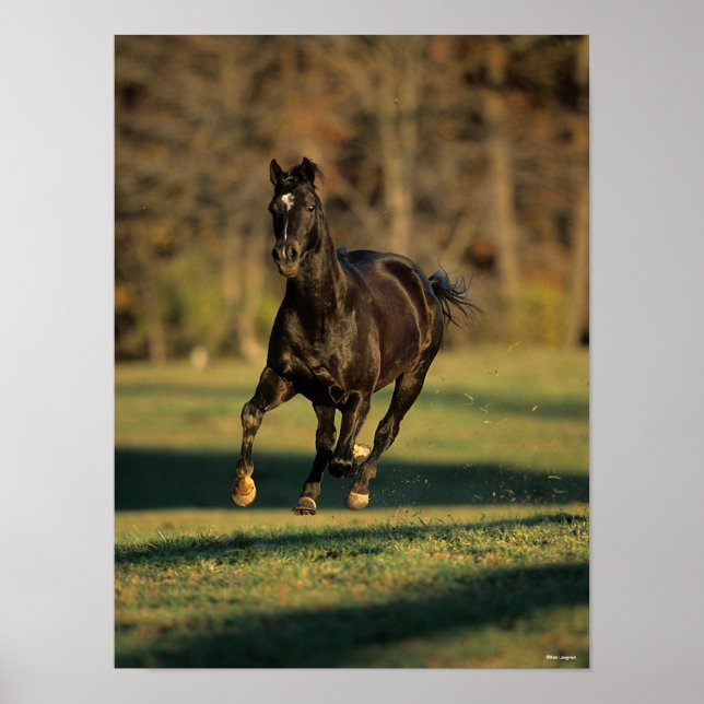 Affiche Bob Langrish | Black Thoroughbred Running (Devant)
