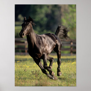 Affiche Bob Langrish   Black Warmblood Stallion Running
