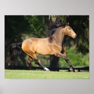 Affiche Bob Langrish   Buckskin Lusitano Running