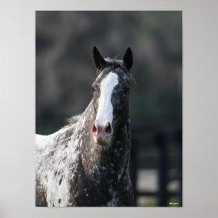 Affiche Bob Langrish   Capture d'écran Appaloosa