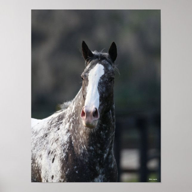 Affiche Bob Langrish | Capture d'écran Appaloosa (Devant)