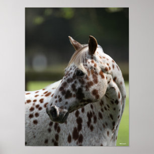 Affiche Bob Langrish Capture d'écran Appaloosa Standing
