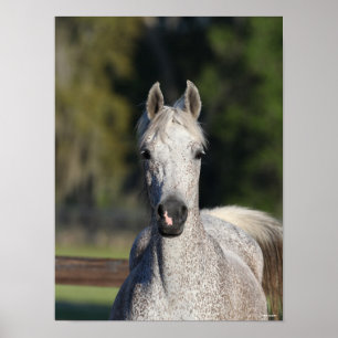 Affiche Bob Langrish   Capture d'écran arabe gris