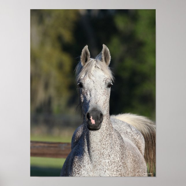 Affiche Bob Langrish | Capture d'écran arabe gris (Devant)