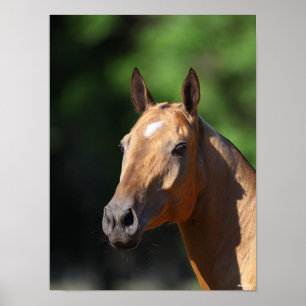 Affiche Bob Langrish   Capture d'écran d'Akhal Teke