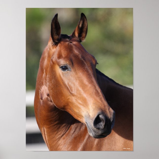 Affiche Bob Langrish | Capture d'écran de Bay Andalucian (Devant)