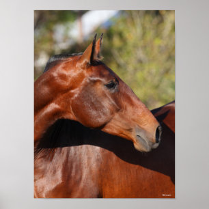 Affiche Bob Langrish Capture d'écran de Bay Andalucian