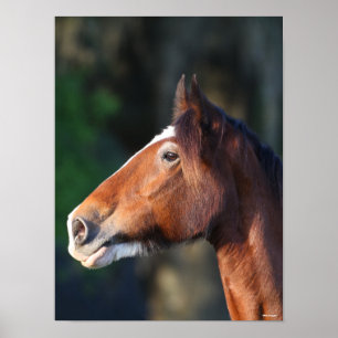 Affiche Bob Langrish   Capture d'écran de Clydesdale