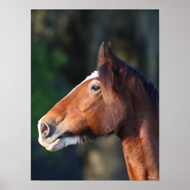 Affiche Bob Langrish | Capture d'écran de Clydesdale (Devant)