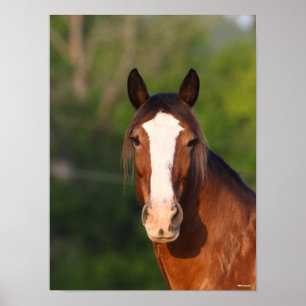 Affiche Bob Langrish Capture d'écran de Clydesdale