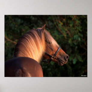 Affiche Bob Langrish Capture d'écran de Rocky Mountain H