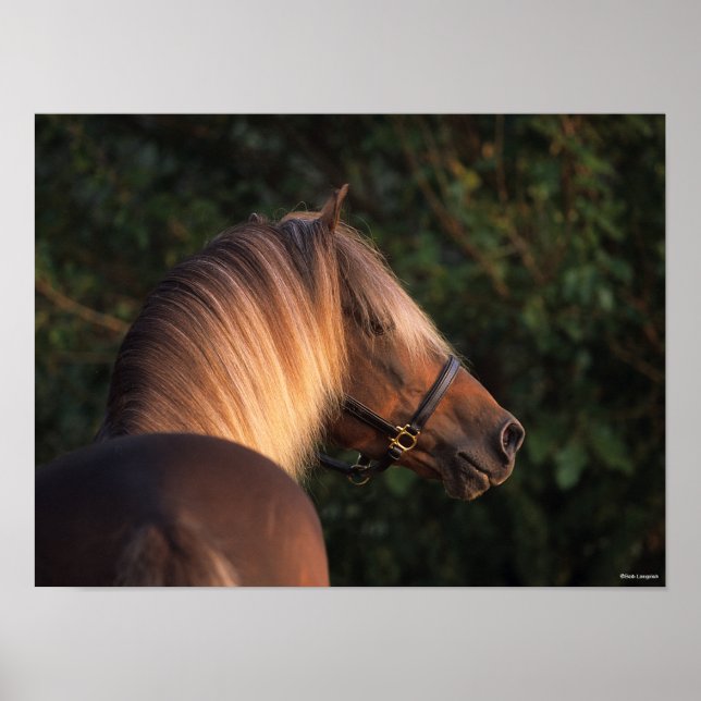 Affiche Bob Langrish | Capture d'écran de Rocky Mountain H (Devant)