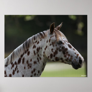 Affiche Bob Langrish   Capture d'écran de Spotty Appaloos