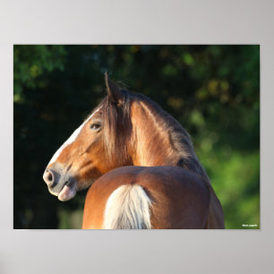 Affiche Bob Langrish   Capture d'écran du Cheval Clydesda