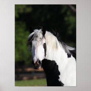 Affiche Bob Langrish   Capture d'écran du cheval de banni