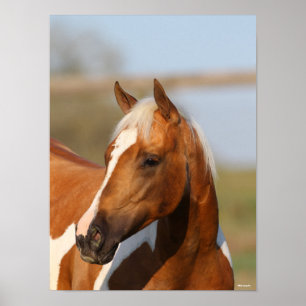 Affiche Bob Langrish   Capture d'écran du Cheval de peintu