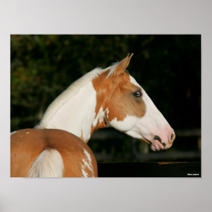 Affiche Bob Langrish   Capture d'écran du cheval de peintu