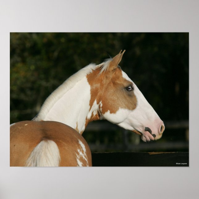 Affiche Bob Langrish | Capture d'écran du cheval de peintu (Devant)