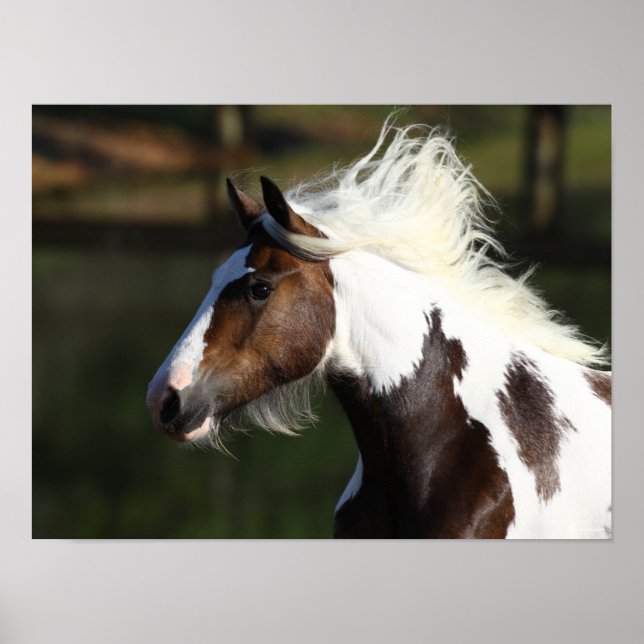 Affiche Bob Langrish | Capture d'écran du Cheval du Tambou (Devant)
