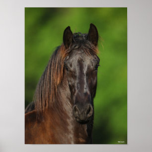 Affiche Bob Langrish   Capture d'écran du cheval friésien