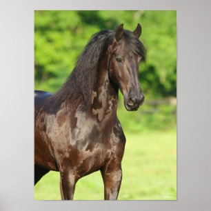 Affiche Bob Langrish Capture d'écran du cheval friésien