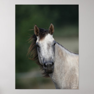 Affiche Bob Langrish   Capture d'écran d'un cheval gris
