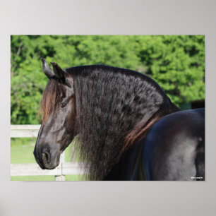 Affiche Bob Langrish Capture d'écran Friesian Horse Stan