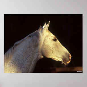 Affiche Bob Langrish   Capture d'écran Gray Thoroughbred S