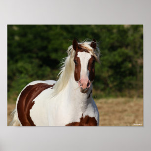 Affiche Bob Langrish   Capture d'écran Pinto Haflinger