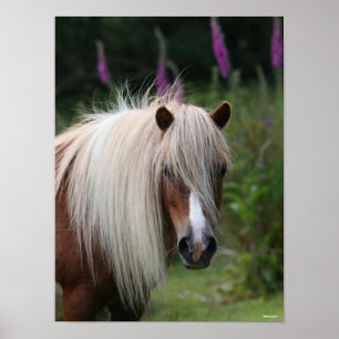 Affiche Bob Langrish   Capture d'écran Shetland Pony avec 