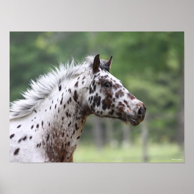 Affiche Bob Langrish | Capture d'écran Spotty Knapstrupper (Devant)