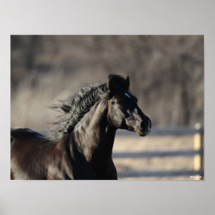 Affiche Bob Langrish   Casque andalou de Mane Flow