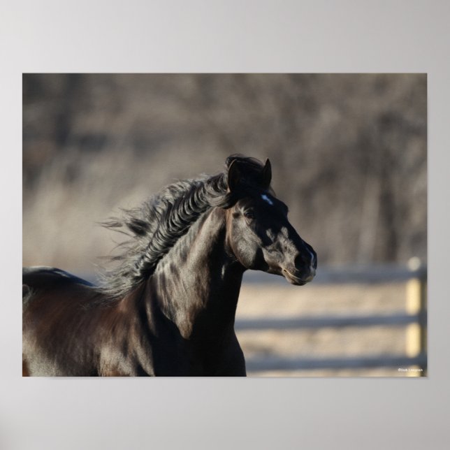 Affiche Bob Langrish | Casque andalou de Mane Flow (Devant)