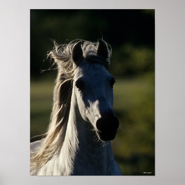 Affiche Bob Langrish | Casque Andalou gris rétroéclairé (Devant)