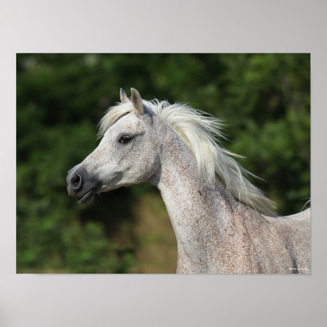 Affiche Bob Langrish | Casque arabe gris (Devant)