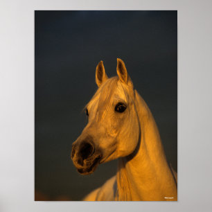 Affiche Bob Langrish Casque arabe gris au coucher du sol