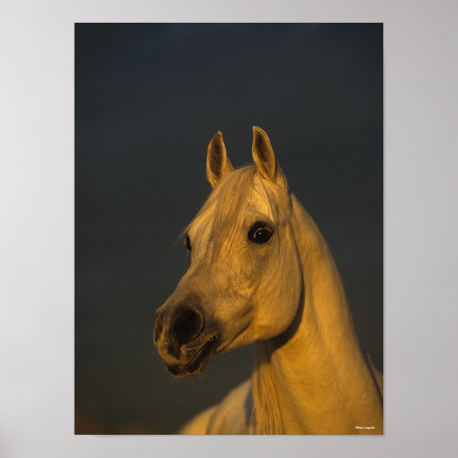 Affiche Bob Langrish | Casque arabe gris au coucher du sol (Devant)