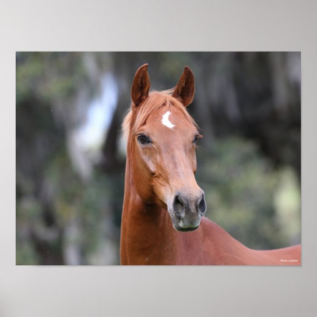 Affiche Bob Langrish | Casque de châtaigne Oldenburg (Devant)