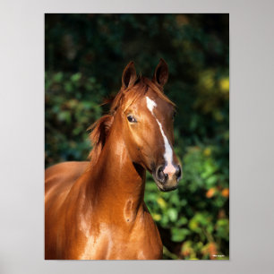 Affiche Bob Langrish   Casque de Cheval Hanovre de châtaig
