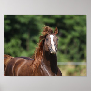 Affiche Bob Langrish   Casque d'étoile arabe châtaigne