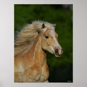 Affiche Bob Langrish   Casque Palomino Haflinger
