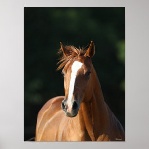 Affiche Bob Langrish   Casquette Cheval Quartier Châtonni