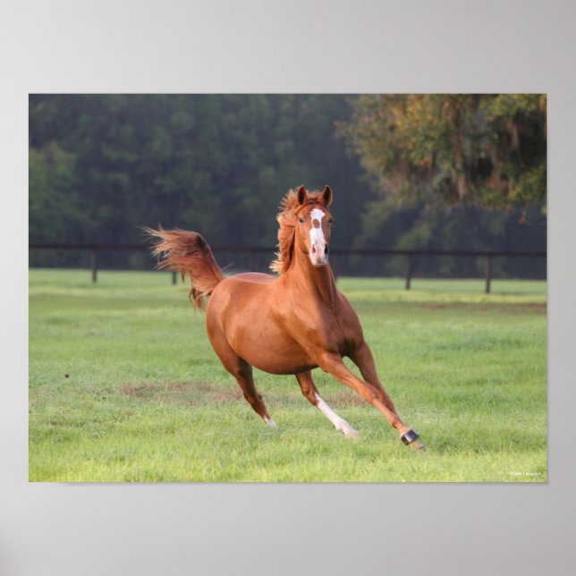 Affiche Bob Langrish | Châtaignes Oldenburg Running (Devant)