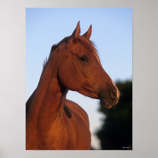 Affiche Bob Langrish | Chestnut Arab Headshot (Devant)