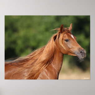 Affiche Bob Langrish   Chestnut Arab Headshot Mane Flowing