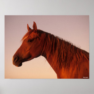 Affiche Bob Langrish   Chestnut Arab Horse Headshot Sunset