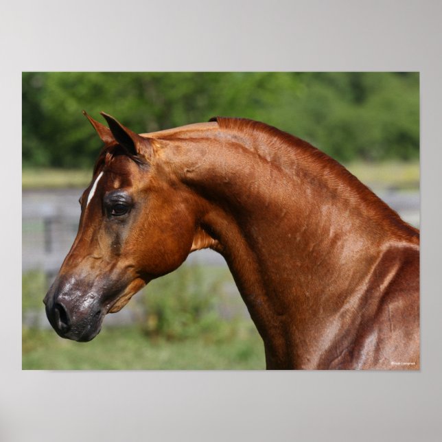 Affiche Bob Langrish | Chestnut Arab Stallion headshot (Devant)