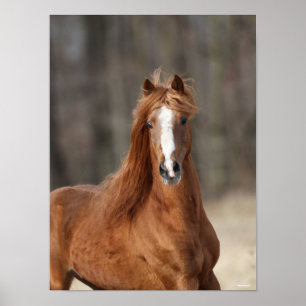 Affiche Bob Langrish   Chestnut Hackney Headshot